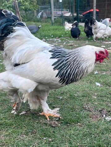Brahma hanen columbia zwart wit, Mannelijk, Kip