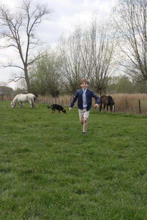 Weide/ stalling voor oudere paarden regio Brugge, Dieren en Toebehoren, Stalling en Weidegang, Stalling, Weidegang, 1 paard of pony
