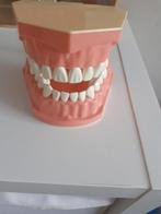 Accessoires tandheelkunde: frasacokaken, Comme neuf, Autres sciences, Enlèvement ou Envoi