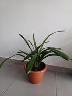 Clivia Miniata (oranje bloemen), Ophalen