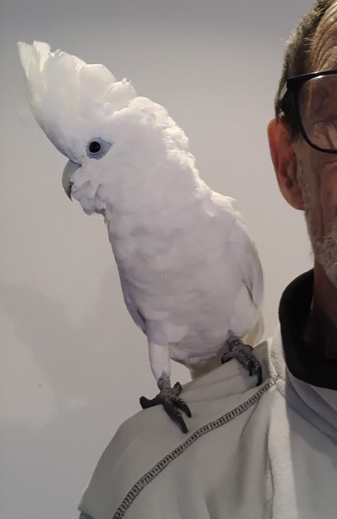 Zeer tamme jonge ducorps Kakatoe, Dieren en Toebehoren, Vogels | Parkieten en Papegaaien, Papegaai, Vrouwelijk, Pratend, Tam, Geringd