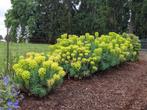 Wolfsmelk of Euphorbia, Tuin en Terras, Planten | Tuinplanten, Ophalen, Vaste plant, Halfschaduw