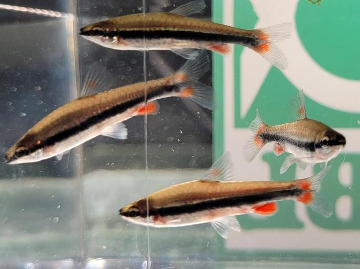 Hobbyaquarium Nannostomus Beckfordi/Potloodvisje Beckfordi, Animaux & Accessoires, Poissons | Poissons d'aquarium, Poisson d'eau douce