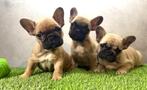 Franse bulldog pups bij ons thuis geboren, Dieren en Toebehoren, Honden | Bulldogs, Pinschers en Molossers, België, Fokker | Hobbymatig