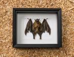 open vleermuis in kader, Verzamelen, Dierenverzamelingen, Ophalen of Verzenden, Nieuw, Insect, Opgezet dier