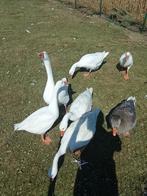 Witte ganzen, Dieren en Toebehoren, Pluimvee, Meerdere dieren, Gans of Zwaan