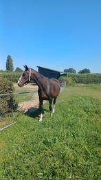 Knappe 16 jarige (fok)merrie Churchill x Purioso, Dieren en Toebehoren, Paarden, Merrie, Springpaard, Gechipt, 11 jaar of ouder