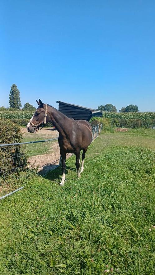 Jument de 16 ans super mignonne, Animaux & Accessoires, Chevaux, Jument, 11 ans ou plus, Cheval de saut, Avec pedigree, Avec puce électronique