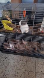 2 konijntjes, Animaux & Accessoires, Rongeurs & Lapins | Cages & Clapiers, Comme neuf, Enlèvement, Cage