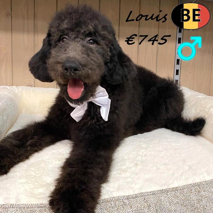 "Louis" Caniche Royal (mâle) à vendre, Animaux & Accessoires, Chiens | Chihuahuas & Chiens de compagnie, Chien (mâle), Caniche