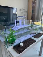 Terrarium met lamp & filter + 2 waterschildpadden, Dieren en Toebehoren, Schildpad, Met terrarium, 0 tot 2 jaar