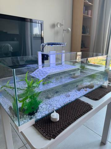 Terrarium met lamp & filter + 2 waterschildpadden, Tortue, Avec terrarium, 0 à 2 ans