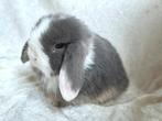 Bijzonder mooi en super lief handtam Minilop rammetje, Dieren en Toebehoren, Konijnen, Mannelijk, Klein, Hangoor, 0 tot 2 jaar