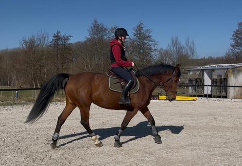 13 jarige recreatie merrie, Dieren en Toebehoren, Paarden, Merrie