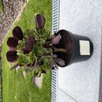 Aeonium arboreum plant, Tuin en Terras, Ophalen of Verzenden