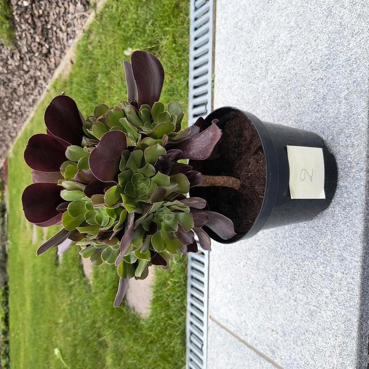 Aeonium arboreum plant, Tuin en Terras, Planten | Tuinplanten, Ophalen of Verzenden