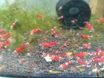 Crevettes super crystal Red caradina, Dieren en Toebehoren, Ophalen of Verzenden