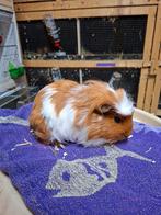Roodbonte langhaar cavia's, Animaux & Accessoires, Rongeurs, Mâle, Domestique, Septembre, Cobaye