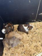 Jonge cavia's te koop, Dieren en Toebehoren, Knaagdieren, Cavia, Meerdere dieren, Tam, September