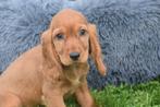 Engelse cocker spaniel pups, België, 8 tot 15 weken, Meerdere, Meerdere dieren