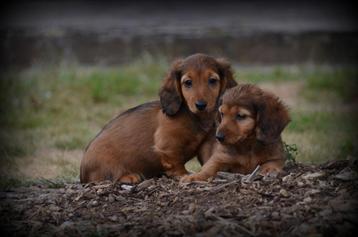 Teckel pups langhaar beschikbaar voor biedingen