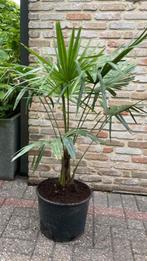 Palmbomen Trachycarpus Fortunei winterhard, Jardin & Terrasse, Plantes | Arbres, En pot, Enlèvement, Palmier