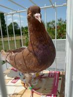 duiven titan, Dieren en Toebehoren, Vogels | Duiven, Meerdere dieren, Overige soorten