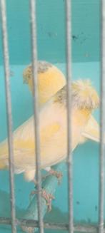 Couple canaris gloster jaune  à, Dieren en Toebehoren, Vogels | Kanaries, Meerdere dieren, Zangkanarie