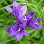 Campanula Glometra, Tuin en Terras, Ophalen, Halfschaduw