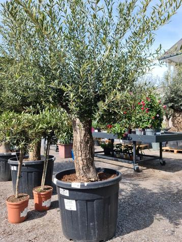 Olijfboom Olea Europaea  beschikbaar voor biedingen