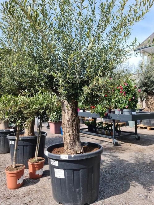 Olijfboom Olea Europaea, Tuin en Terras, Planten | Bomen, Olijfboom, Ophalen