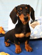 Super mooie Teckel pups!, Dieren en Toebehoren, Honden | Teckels en Dashonden, Standaard, 15 weken tot 1 jaar, CDV (hondenziekte)