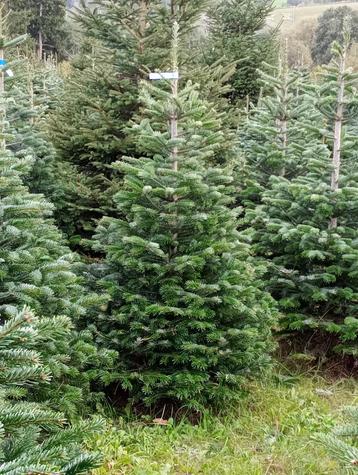 Sapins de Noel disponible aux enchères