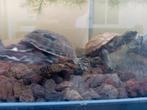 3 Muskus schildpadden, Dieren en Toebehoren, Ophalen, Zo goed als nieuw