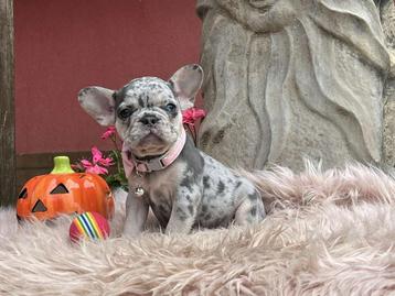 Chiots bouledogue français