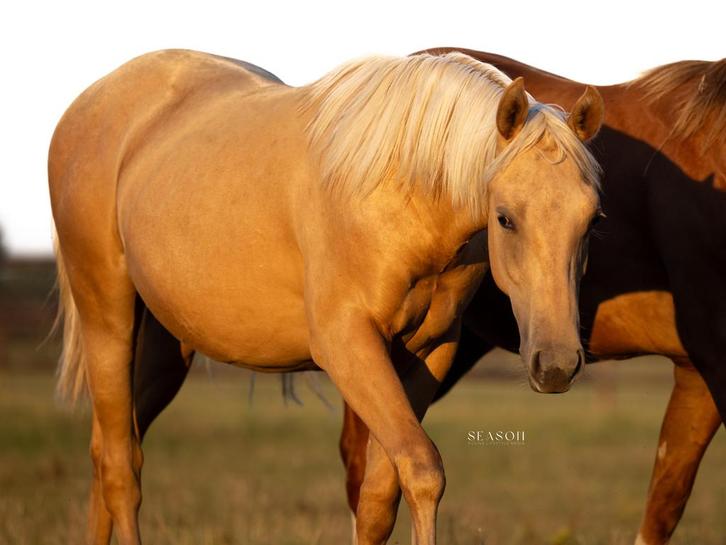 Super knappe 2 jarige quarter hengst (bij In Like Flinn), Dieren en Toebehoren, Paarden, Hengst, Onbeleerd, Minder dan 160 cm