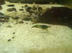 Green Jade rili, Dieren en Toebehoren, Vissen | Aquariumvissen, Kreeft, Krab of Garnaal, Zoetwatervis