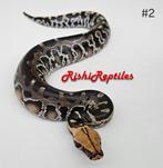 Python curtus orange head 100%het.Albino T+ Caramel, Animaux & Accessoires, Reptiles & Amphibiens