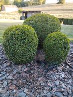 Set van 3 buxus met een diameter van 30,40 en 70 cm., Tuin en Terras, Planten | Struiken en Hagen, Ophalen, Buxus