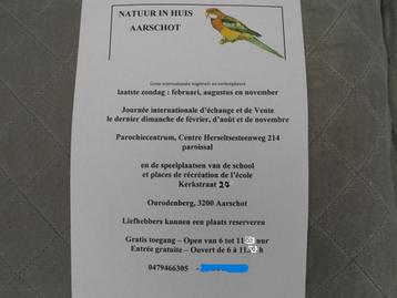 Parkieten . Vogelbeurs Aarschot 31-08-2025 beschikbaar voor biedingen