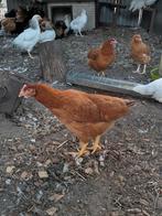 Legkippen, Dieren en Toebehoren, Pluimvee