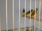 gouldamadines, Dieren en Toebehoren, Mannelijk, Tropenvogel