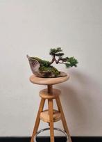 Prachtige Juniperus chinensis, veiling Italië, Tuin en Terras, Bloeit niet, Minder dan 100 cm, Ophalen, Volle zon