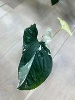 Syngonium Podophyllum Albo Variegata 2, Huis en Inrichting, Kamerplanten, Ophalen of Verzenden