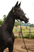 Zwarte 16 jarige merrie met topafkomst, Dieren en Toebehoren, Paarden, Merrie, Met stamboom, 170 tot 175 cm, 11 jaar of ouder