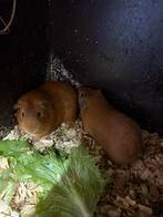 Cavia beren, Dieren en Toebehoren, Knaagdieren, Cavia