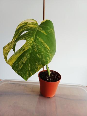 Monstera aurea marmorata driekleurig  beschikbaar voor biedingen