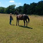 Recherche pension prairie pour chevaux à  l'année