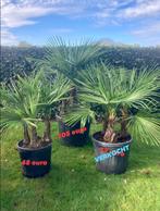 Trachycarpus Fortunei en pot (3 tiges), Enlèvement, En pot