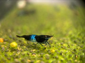 Blue Rili Neocaridina garnalen beschikbaar voor biedingen